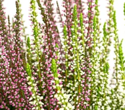 Knospenheide-Duo 'Twin-Girls®', verschiedene Farben