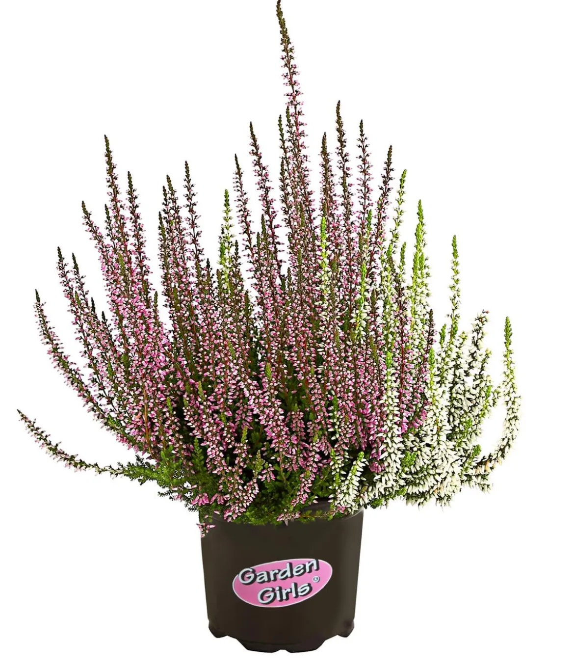 Knospenheide-Duo 'Twin-Girls®', verschiedene Farben