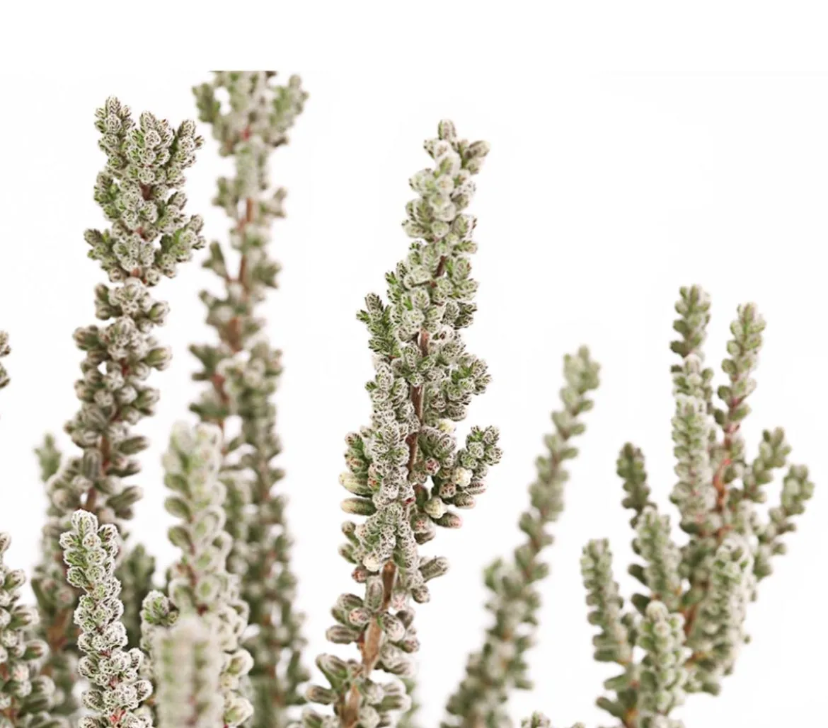 Knospenheide 'Fluffy®'
