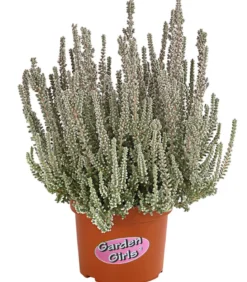 Knospenheide 'Fluffy®'