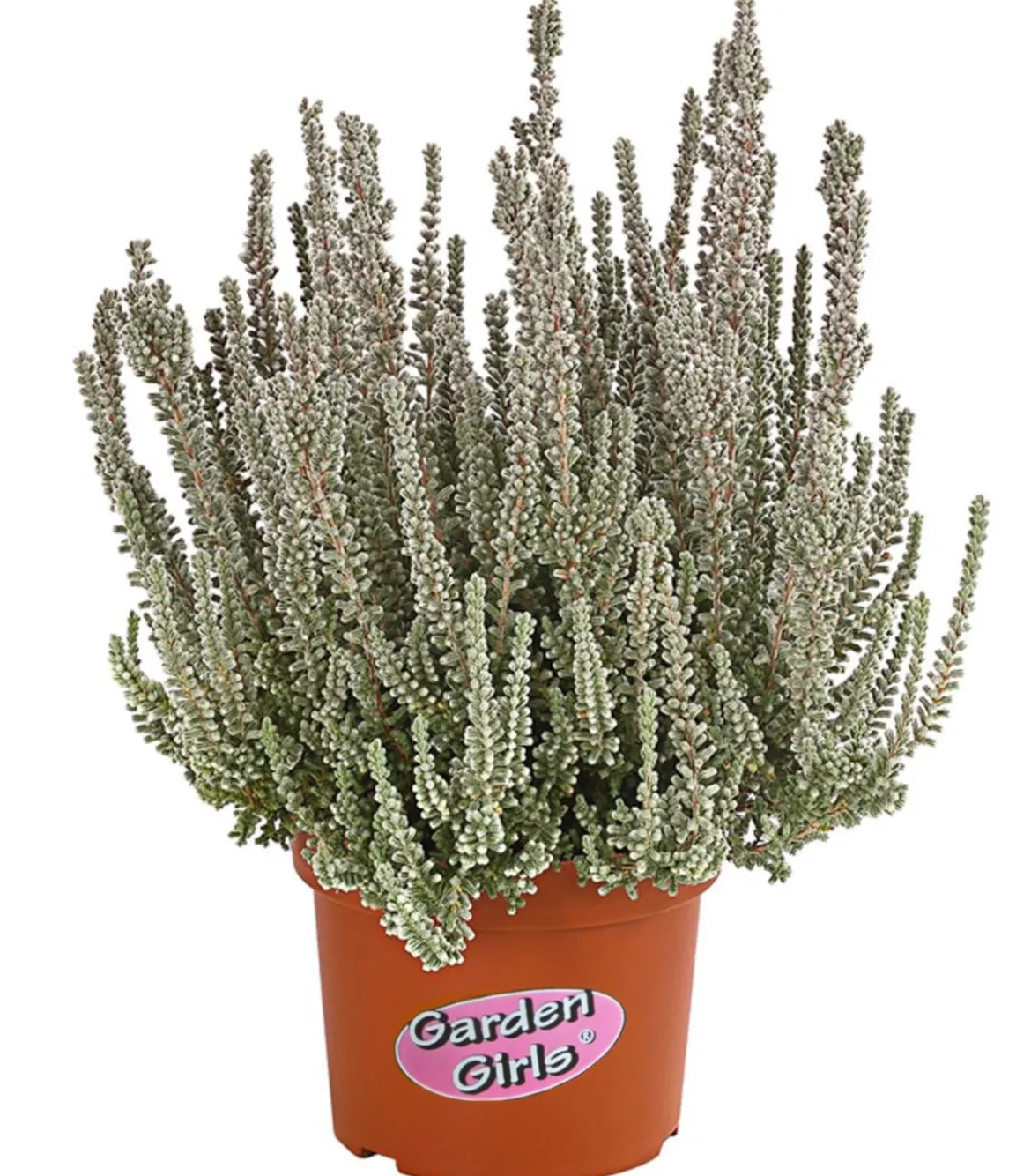 Knospenheide 'Fluffy®'