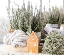 Knospenheide 'Fluffy®'