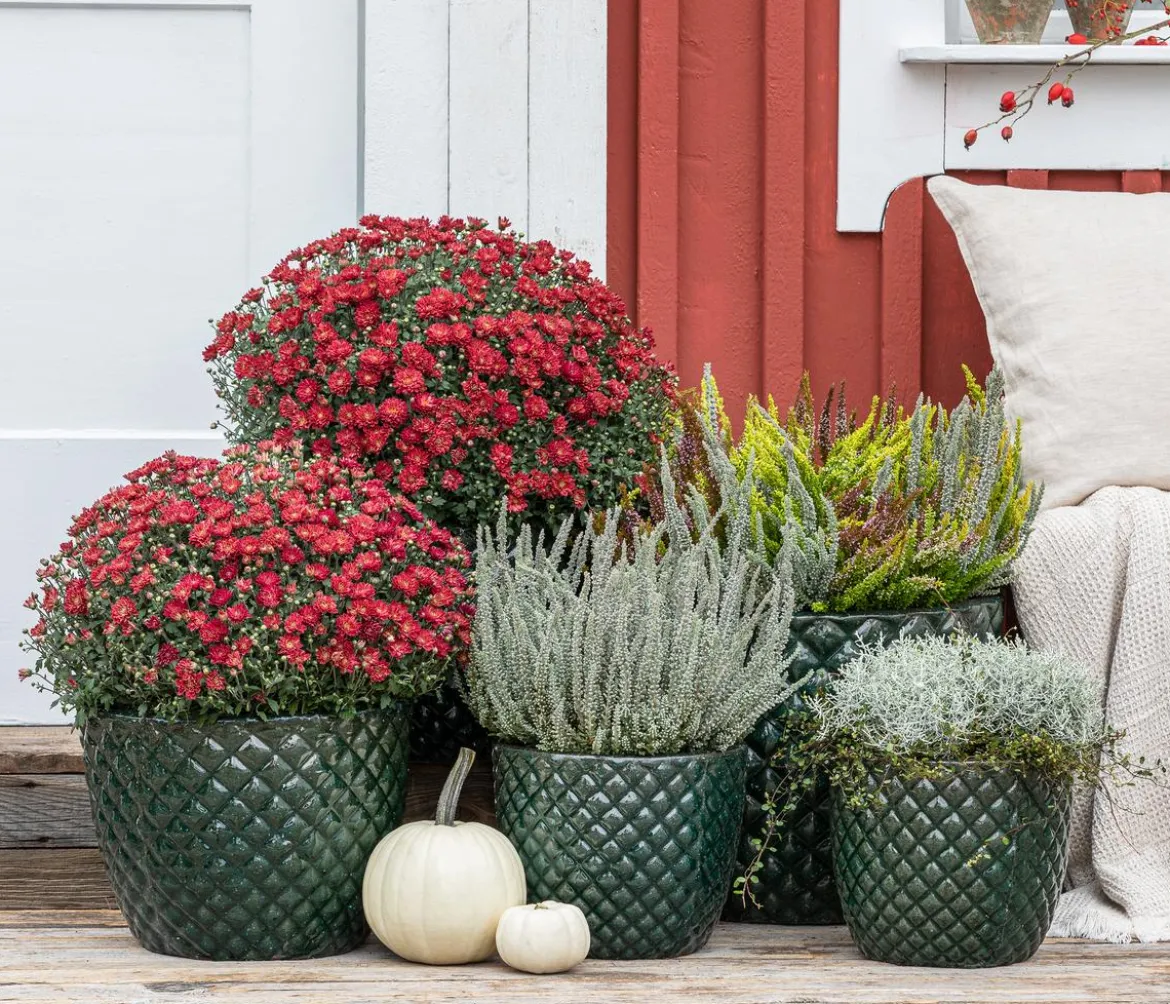Knospenheide 'Fluffy®'