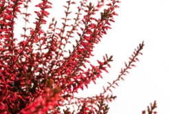 Knospenheide, gefärbt, verschiedene Farben