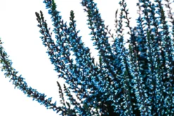 Knospenheide, gefärbt, verschiedene Farben
