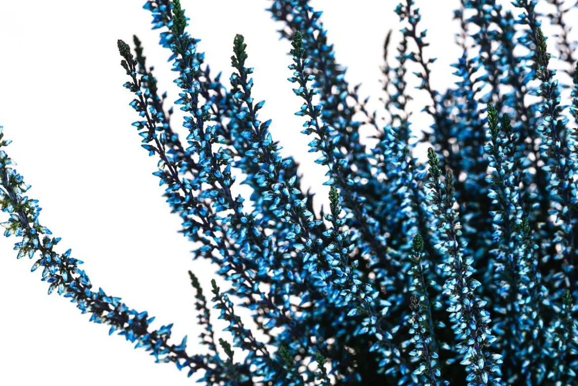 Knospenheide, gefärbt, verschiedene Farben