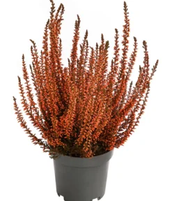 Knospenheide, gefärbt, verschiedene Farben