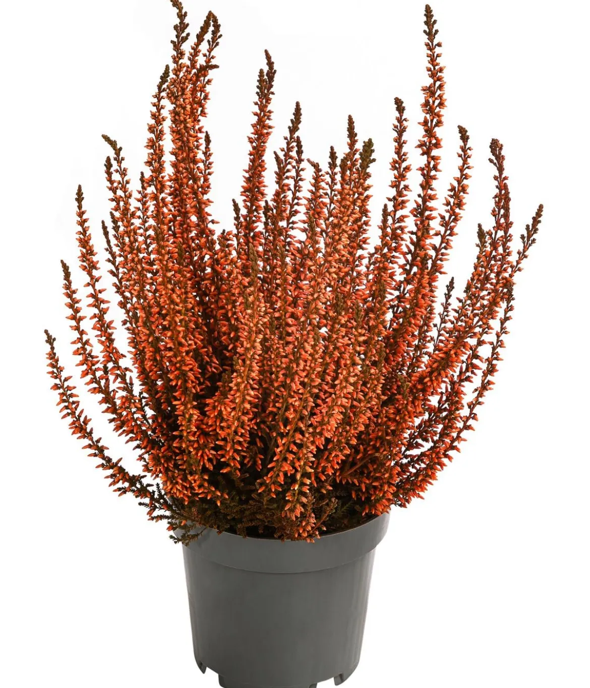 Knospenheide, gefärbt, verschiedene Farben