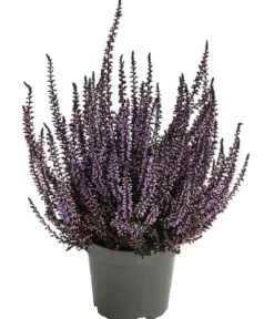 Knospenheide, gefärbt, verschiedene Farben