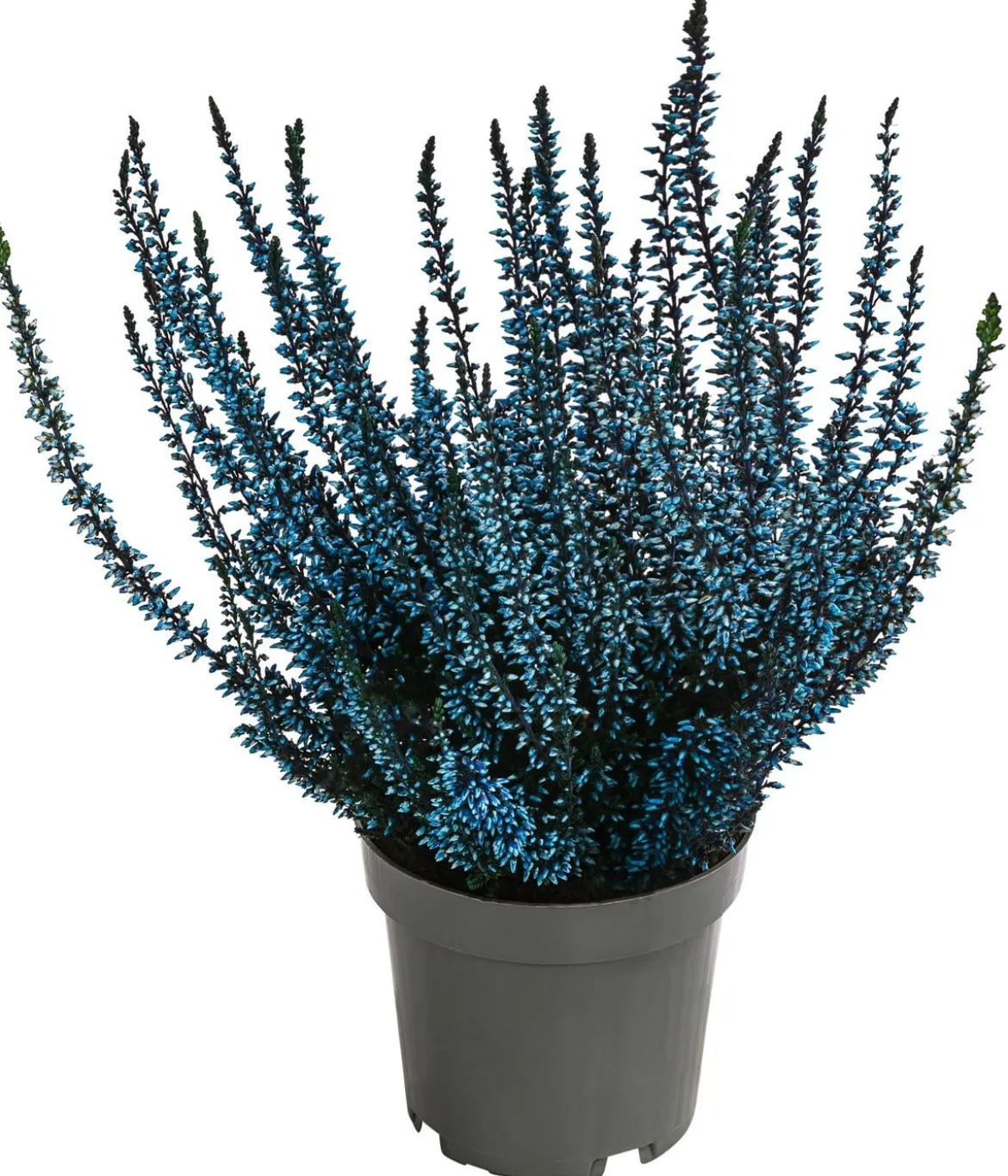 Knospenheide, gefärbt, verschiedene Farben