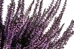 Knospenheide, gefärbt, verschiedene Farben