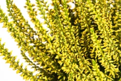 Knospenheide, gefärbt, verschiedene Farben