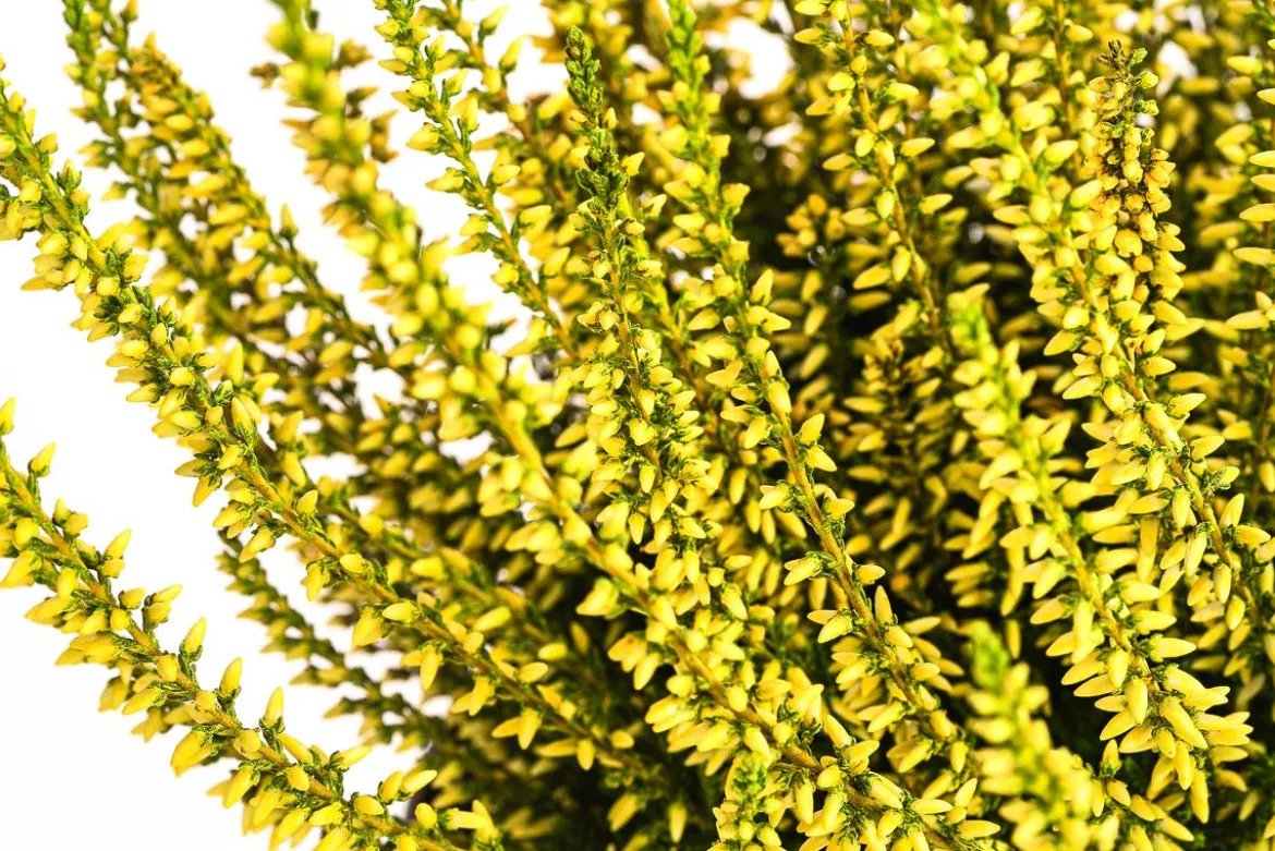 Knospenheide, gefärbt, verschiedene Farben