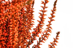 Knospenheide, gefärbt, verschiedene Farben