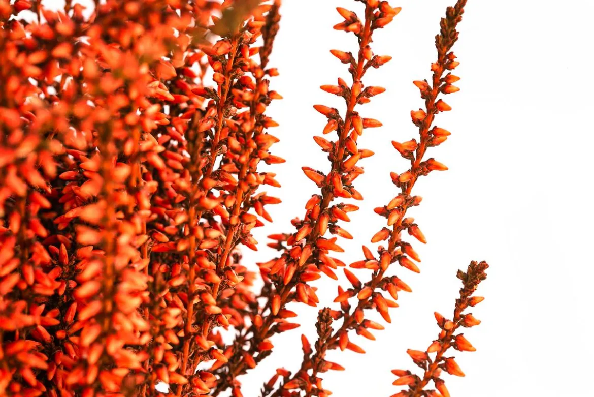 Knospenheide, gefärbt, verschiedene Farben