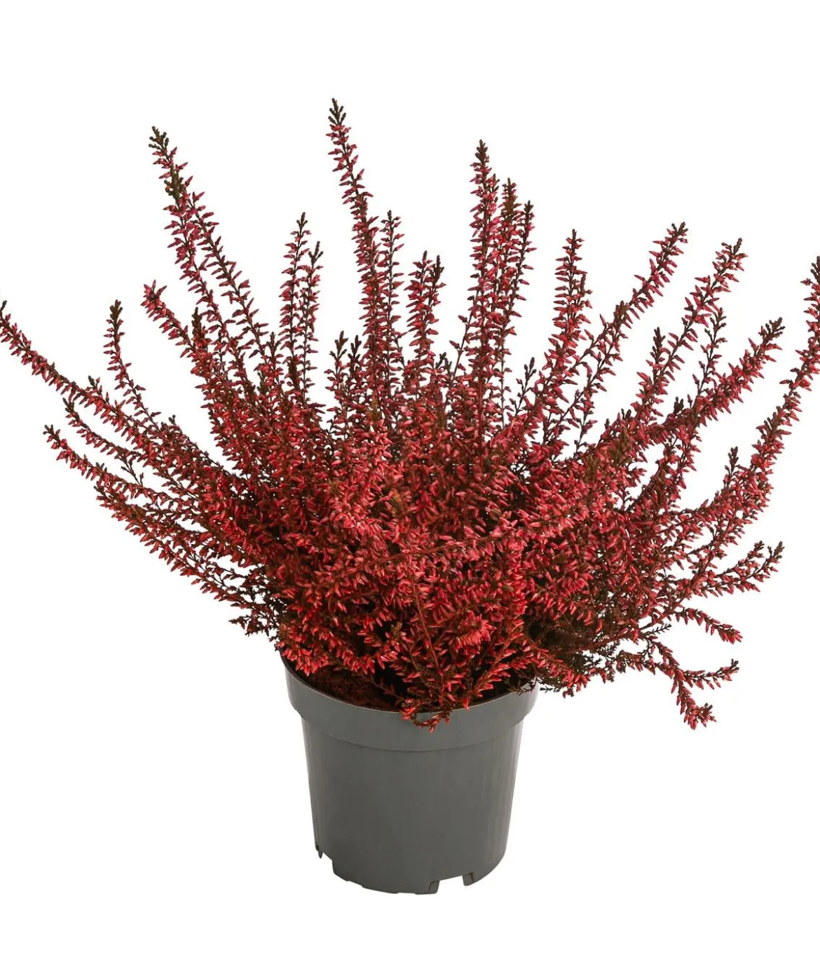Knospenheide, gefärbt, verschiedene Farben