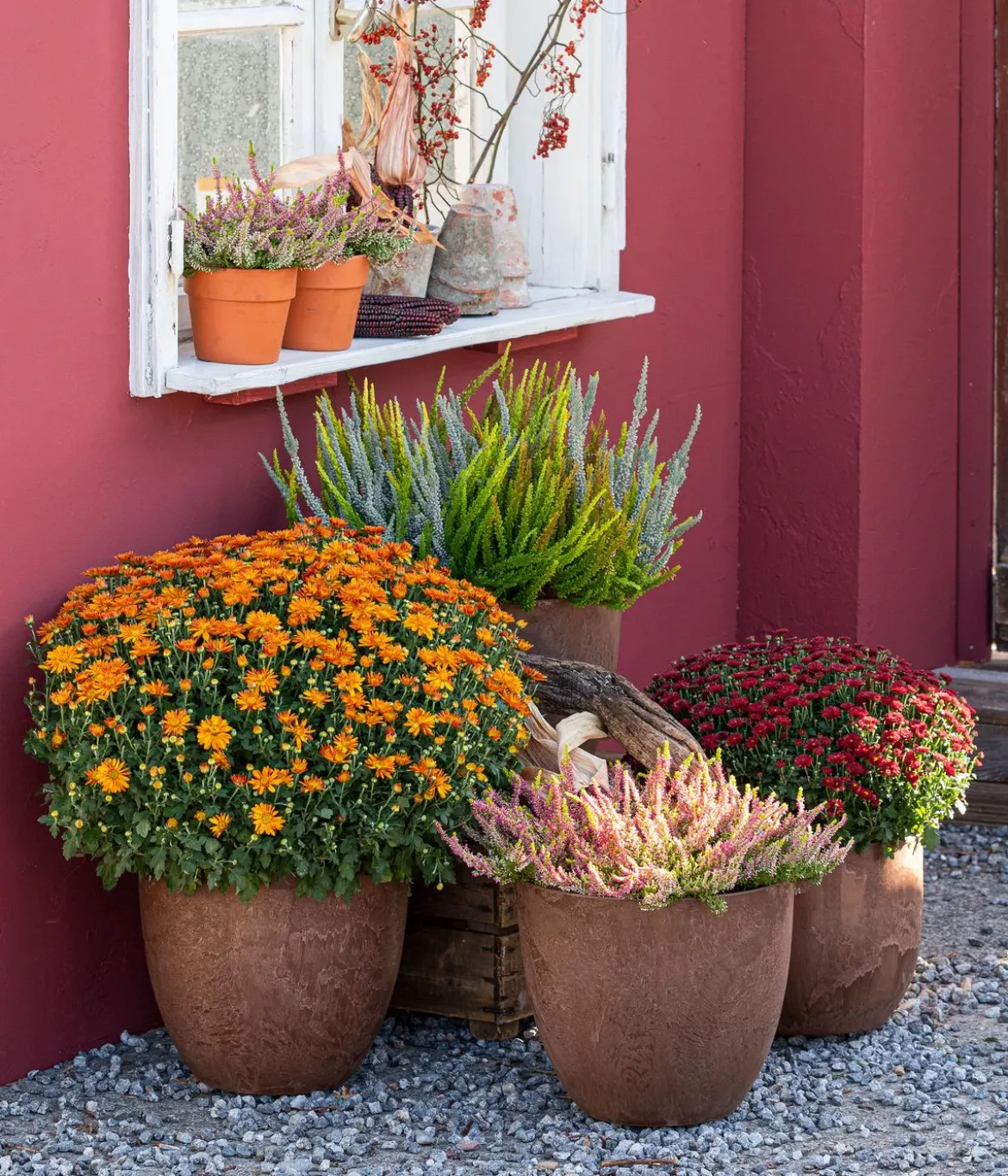 Knospenheide 'Golden Angie®'