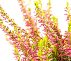 Knospenheide 'Golden Angie®'