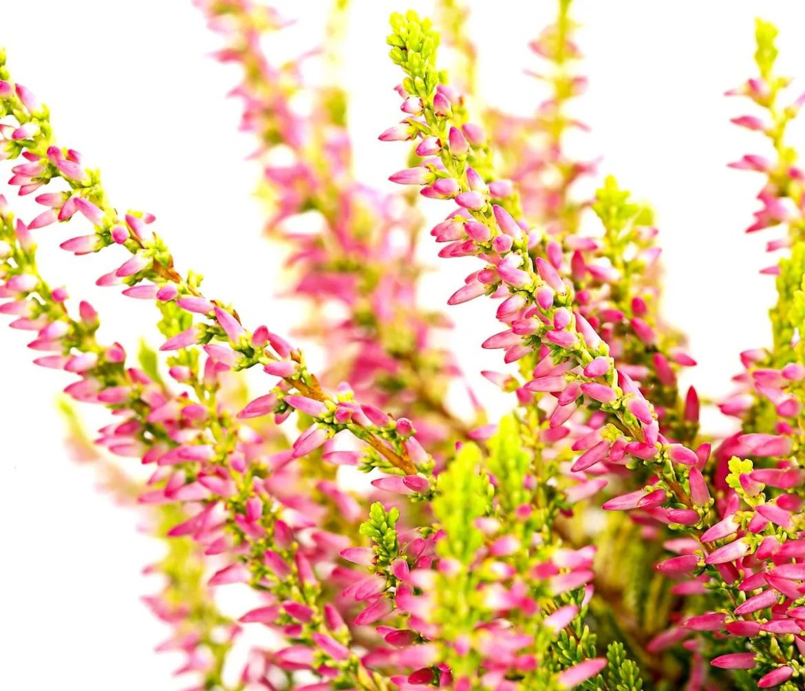 Knospenheide 'Golden Angie®'