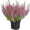 Knospenheide 'Hilda®'