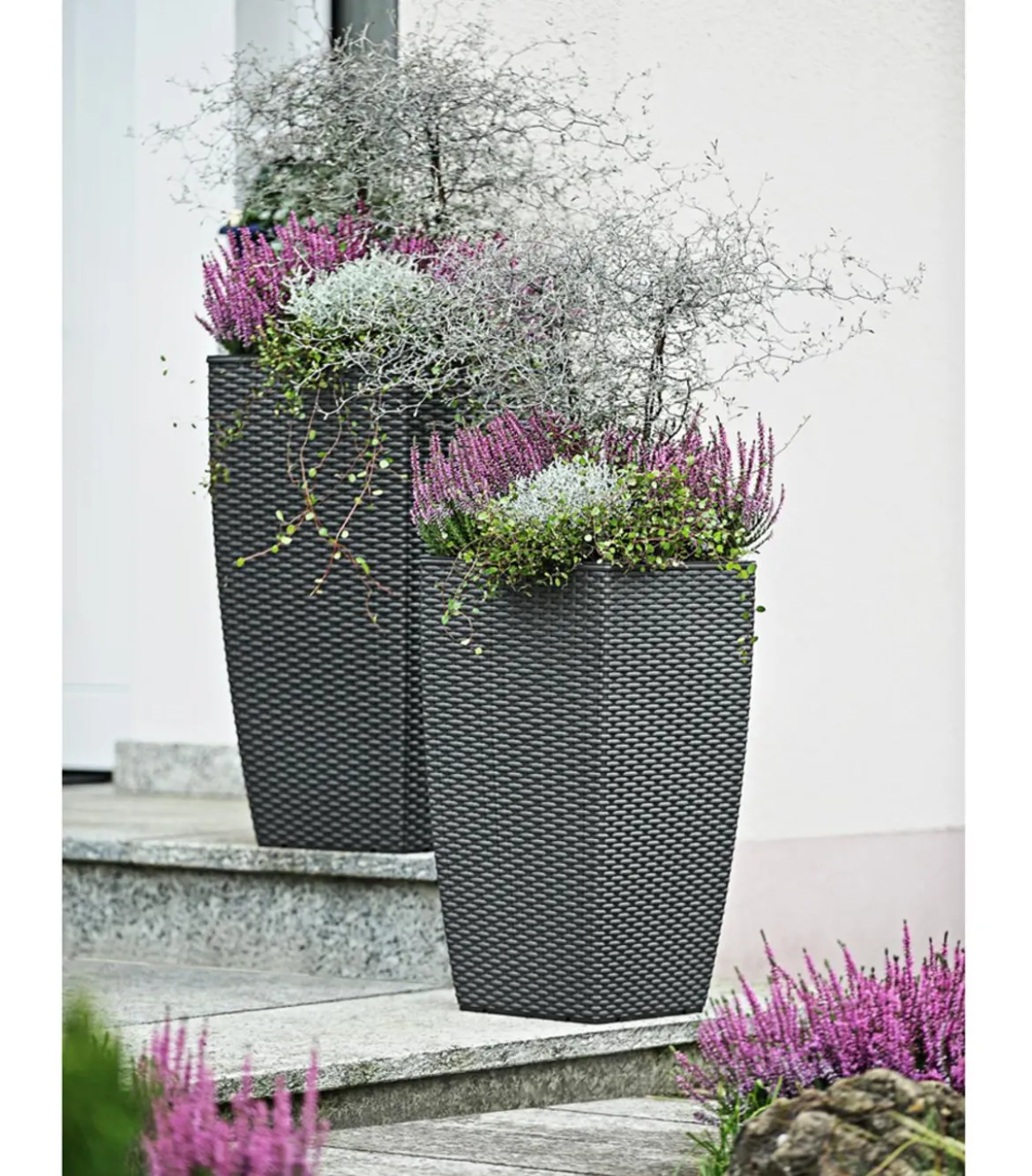 Knospenheide 'Hilda®'