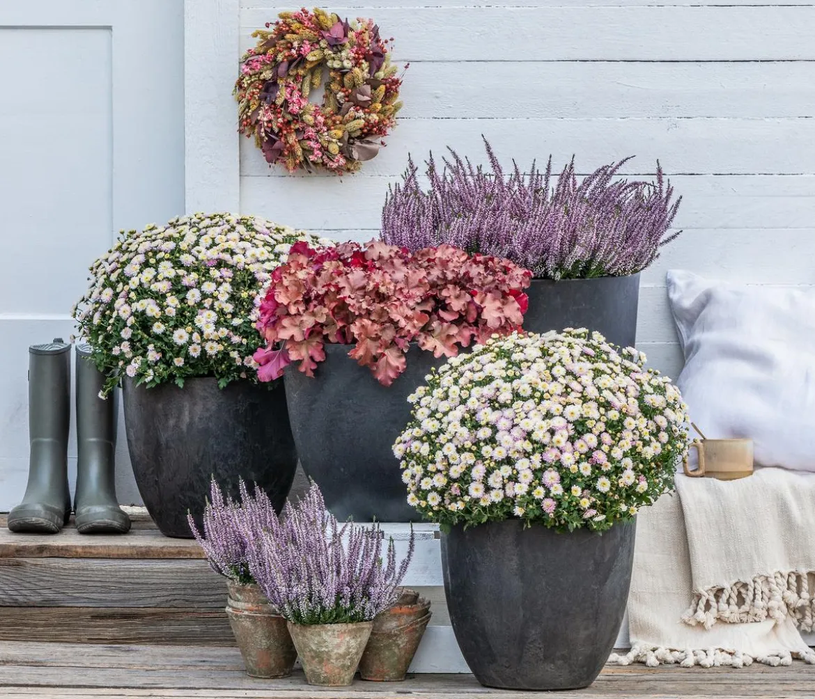 Knospenheide 'Hilda®'