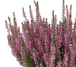 Knospenheide 'Hilda®'