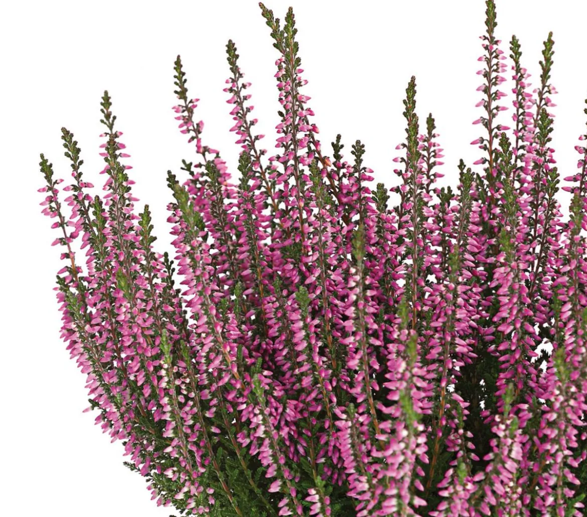 Knospenheide 'Hilda®'