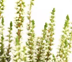 Knospenheide 'Mini-Girls®'