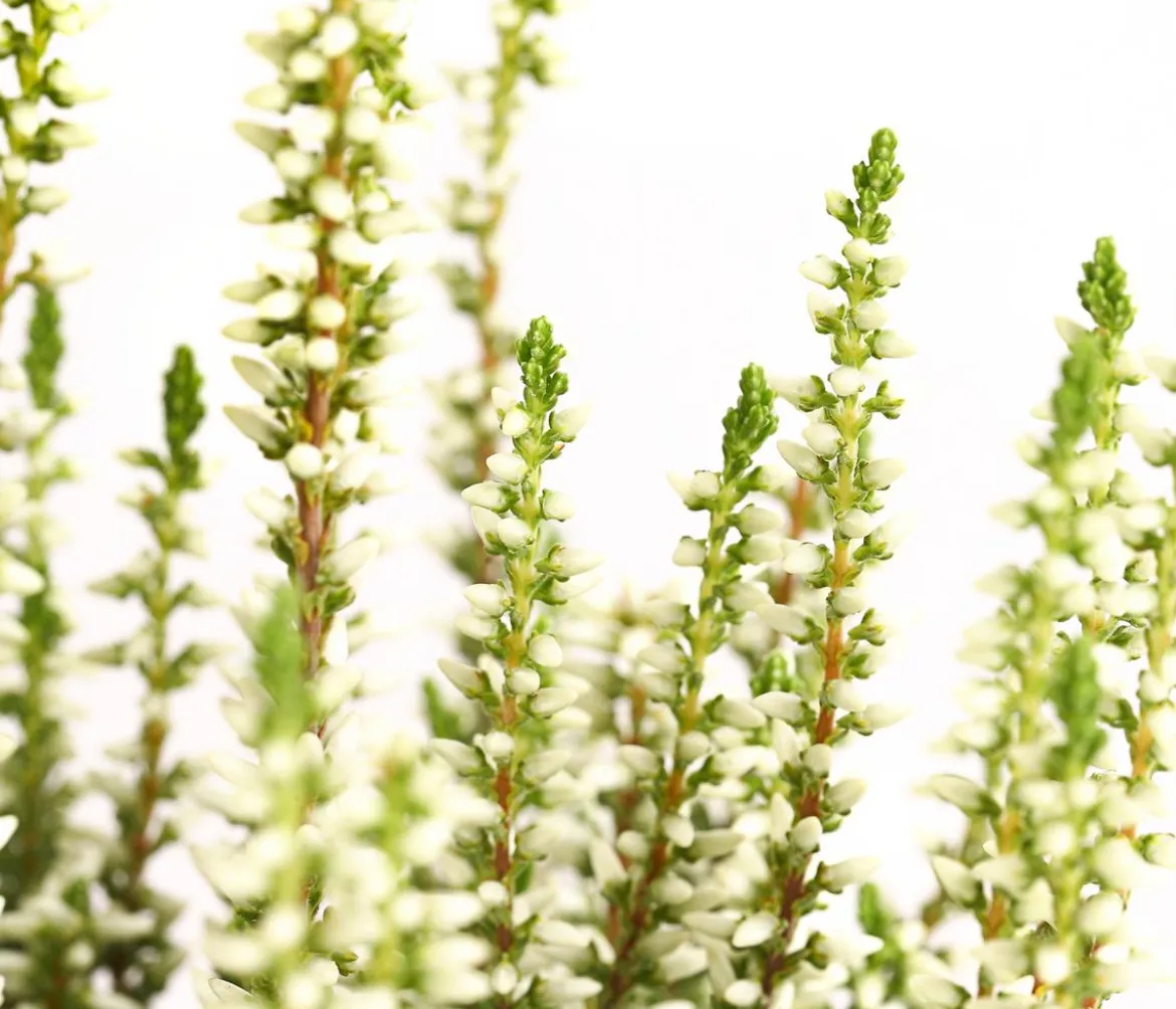 Knospenheide 'Mini-Girls®'