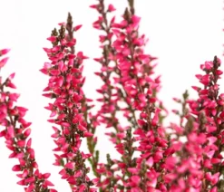Knospenheide 'Mini-Girls®'