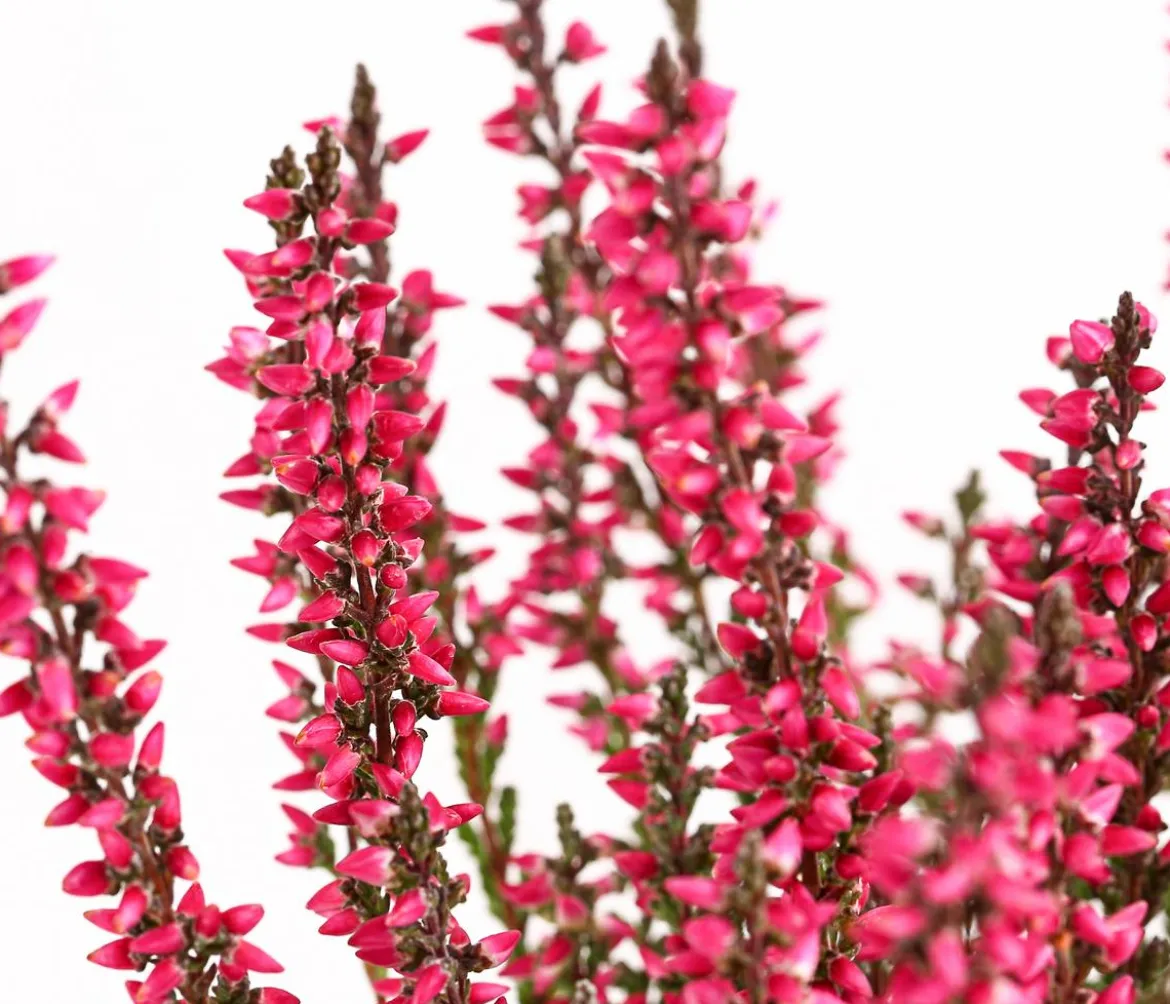 Knospenheide 'Mini-Girls®'