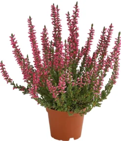 Knospenheide 'Mini-Girls®'