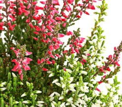 Knospenheide 'Mini-Twingirls®'