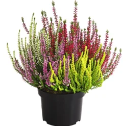 Knospenheide 'Quattro-Girls®'