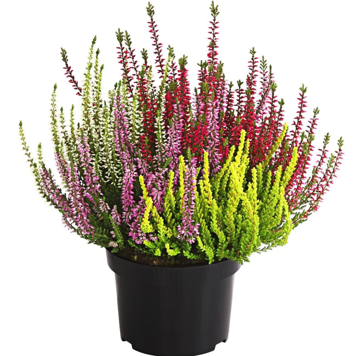 Knospenheide 'Quattro-Girls®'