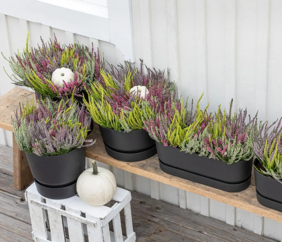 Knospenheide 'Quattro-Girls®'