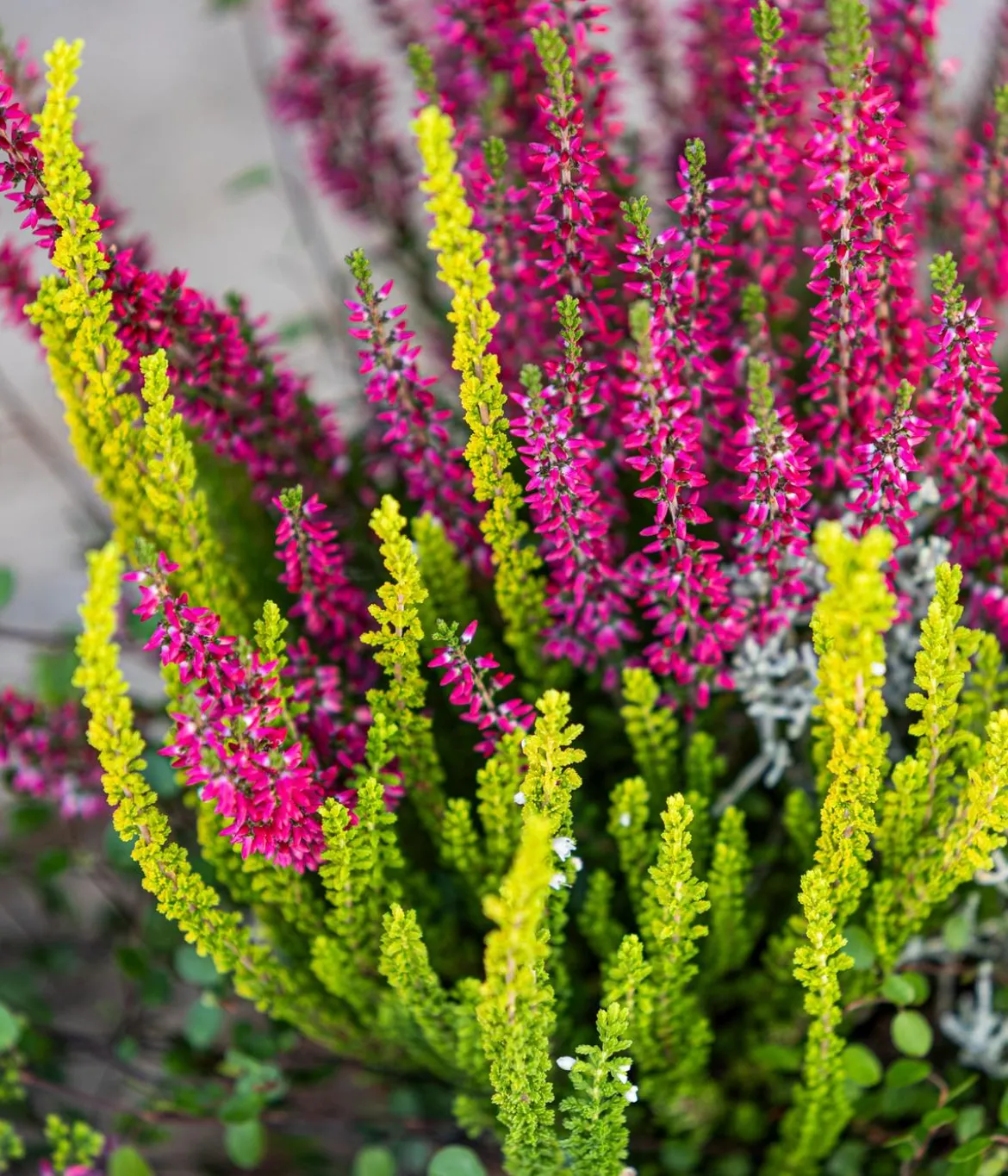 Knospenheide 'Quattro-Girls®'