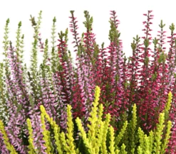 Knospenheide 'Quattro-Girls®'