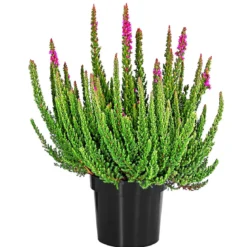 Knospenheide 'Skyline®'
