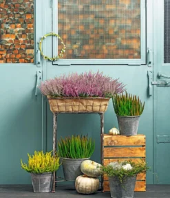 Knospenheide 'Skyline®'