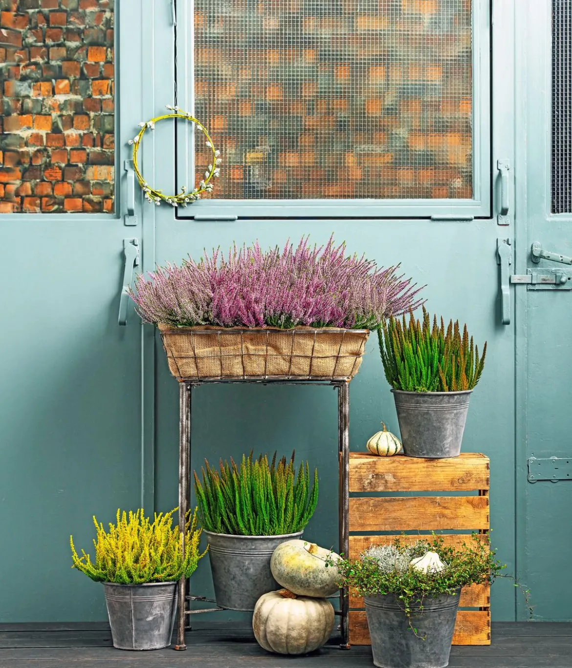 Knospenheide 'Skyline®'