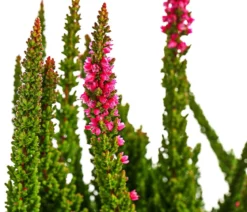 Knospenheide 'Skyline®'