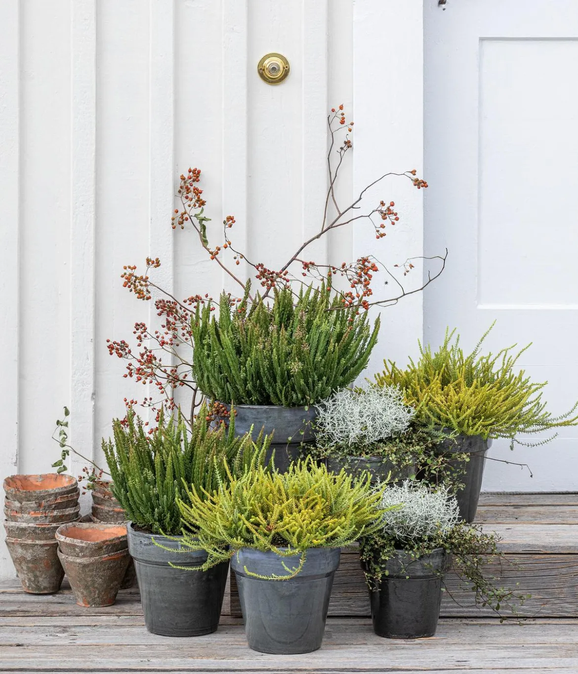 Knospenheide 'Skyline®'