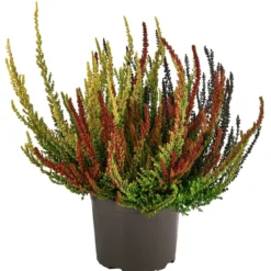Knospenheide 'Sunset Fire®'
