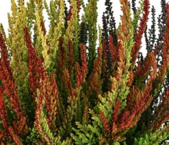 Knospenheide 'Sunset Fire®'