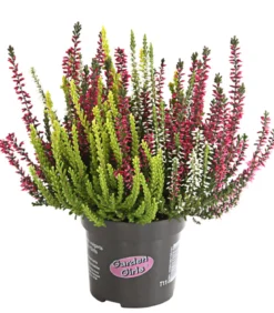 Knospenheide 'Trio-Girls®'