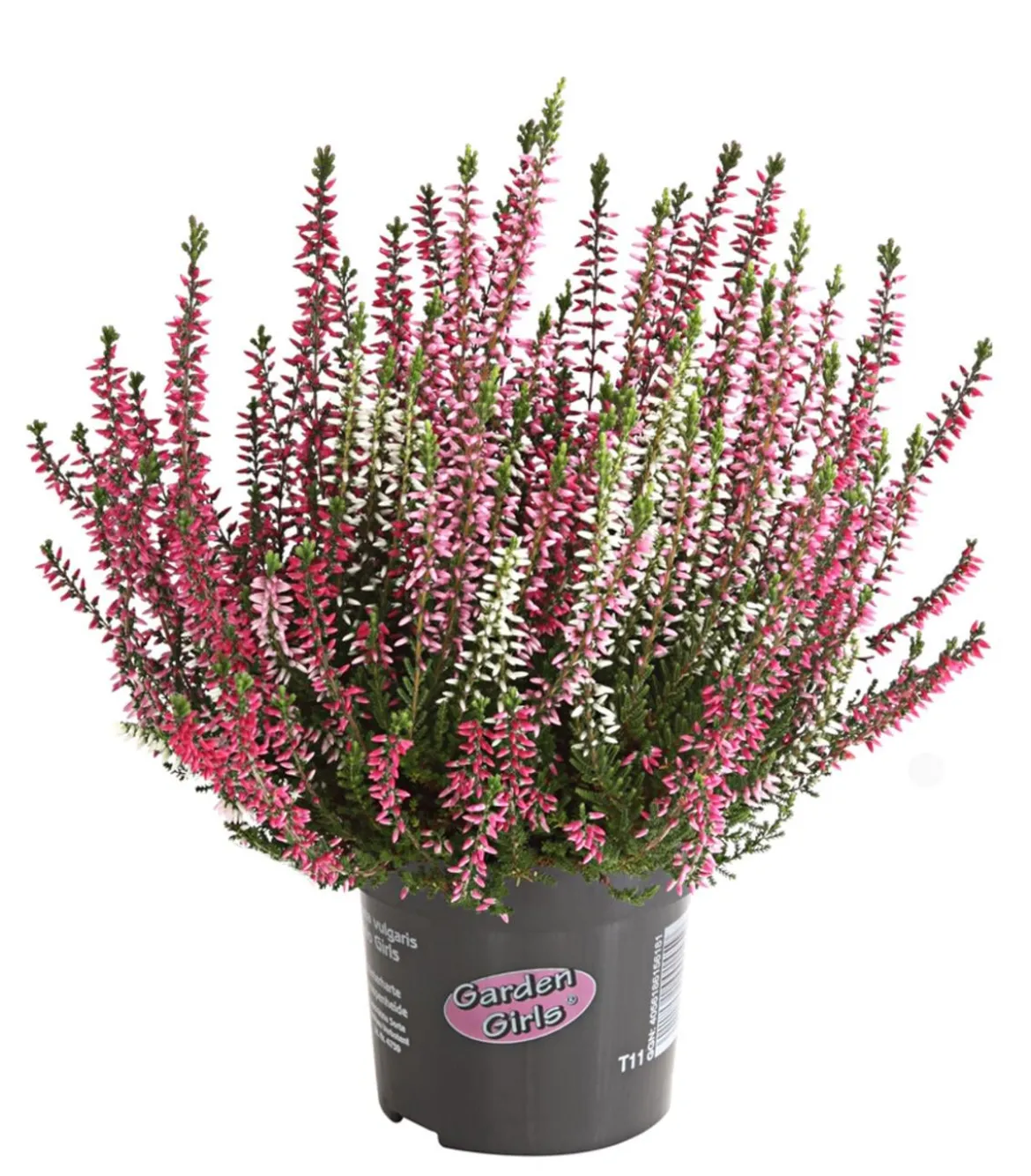 Knospenheide 'Trio-Girls®'