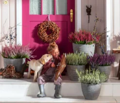 Knospenheide, verschiedene Farben