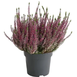 Knospenheide, verschiedene Farben